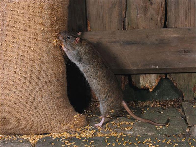 Rodenticide