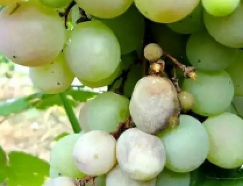 Grape bacterial/fungus infections