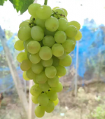 grape-with-pyraclostrobin-mixture